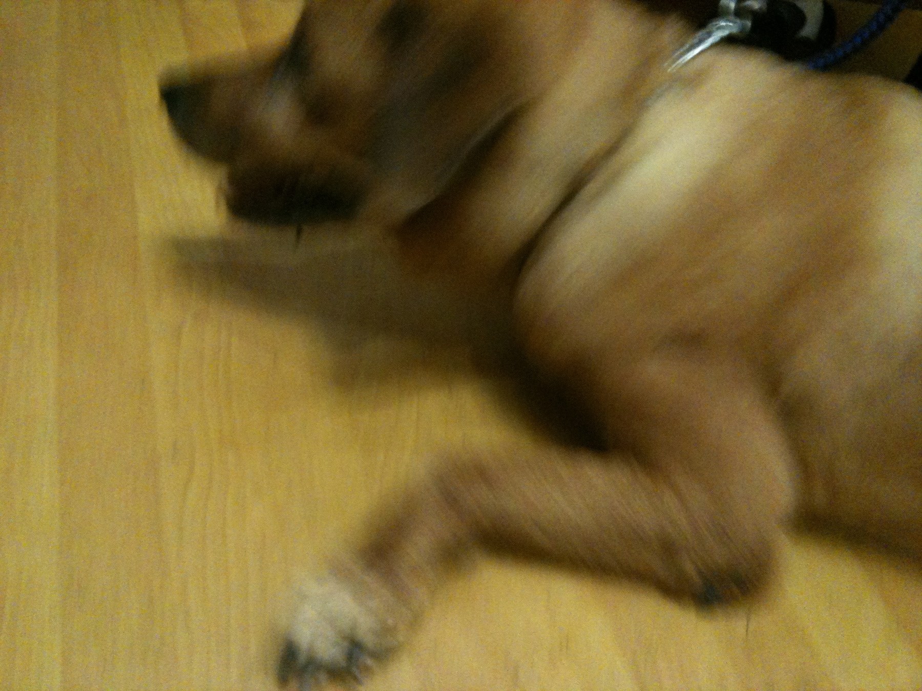 Brownie — Brownie Blur