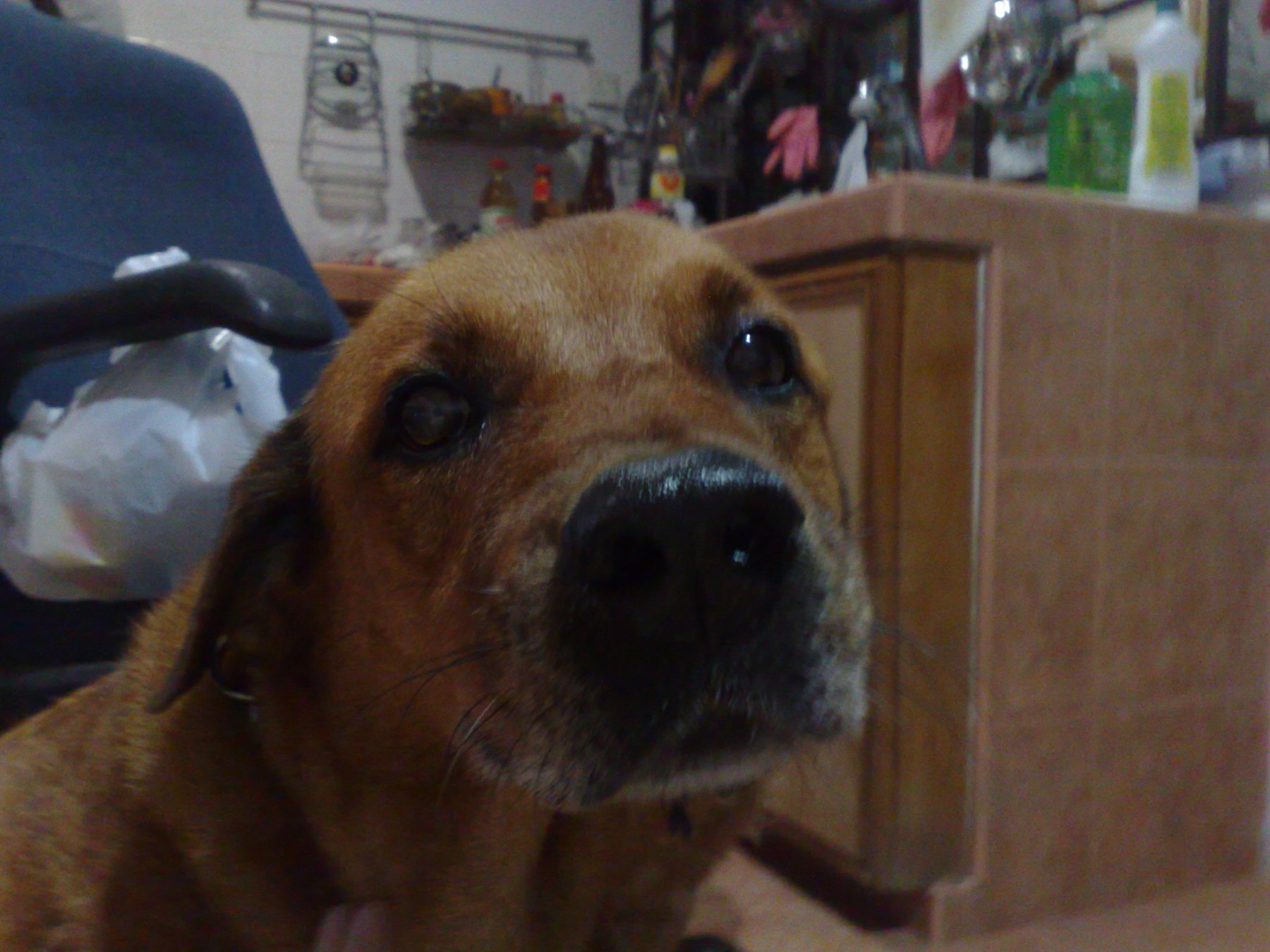 Brownie