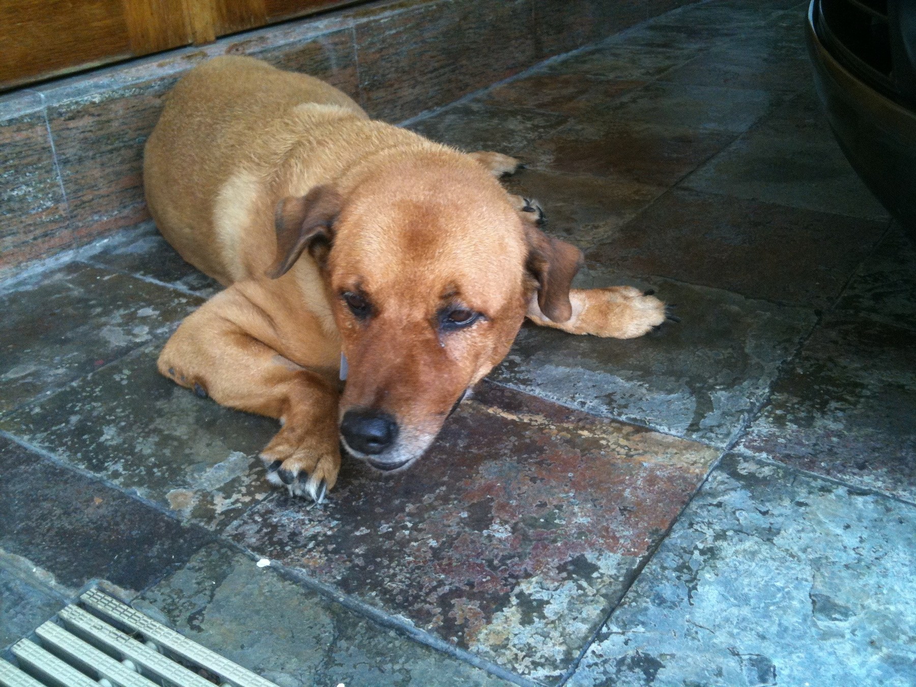Brownie — Brownie Floor 2