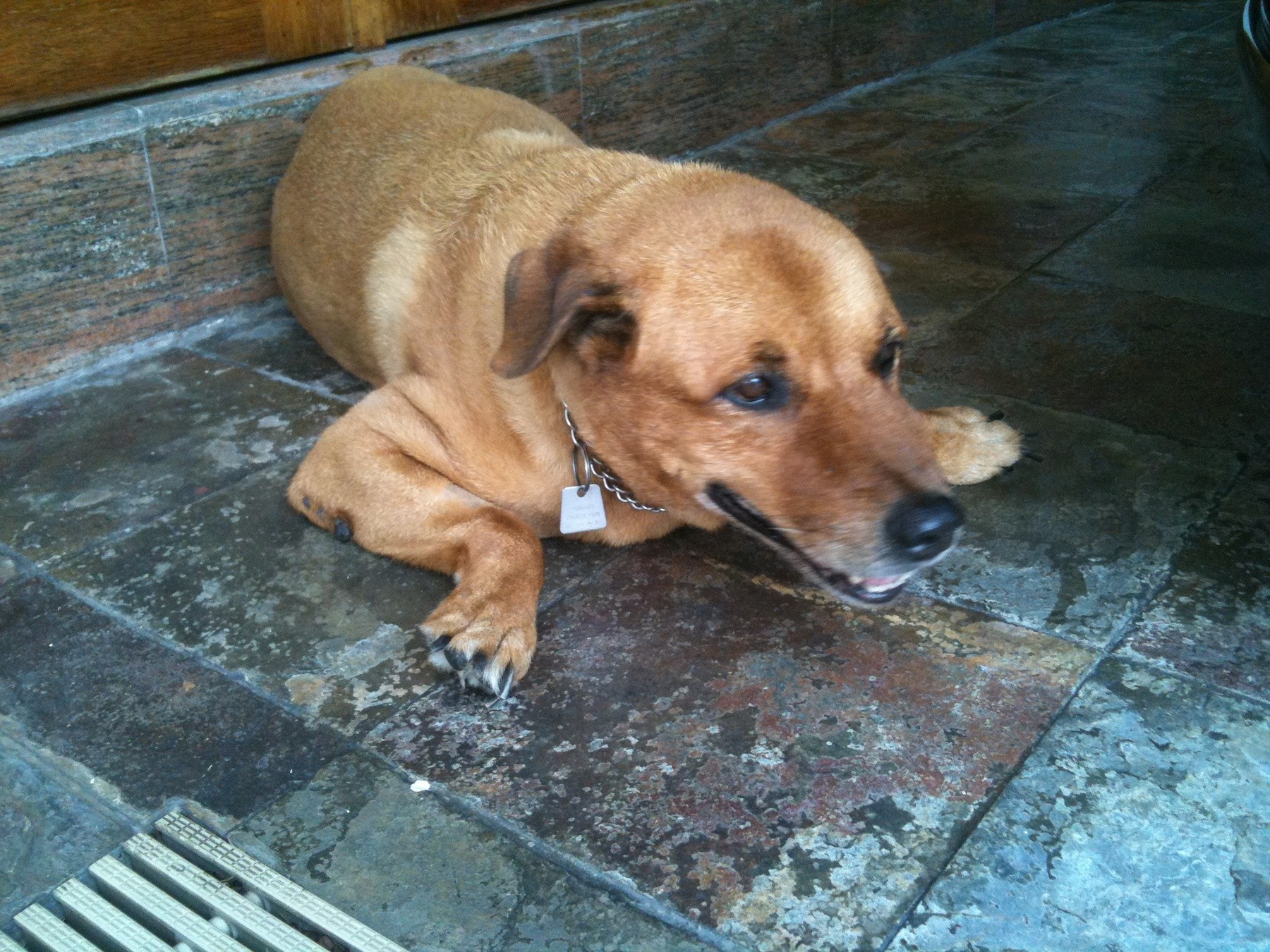 Brownie — Brownie Floor 4