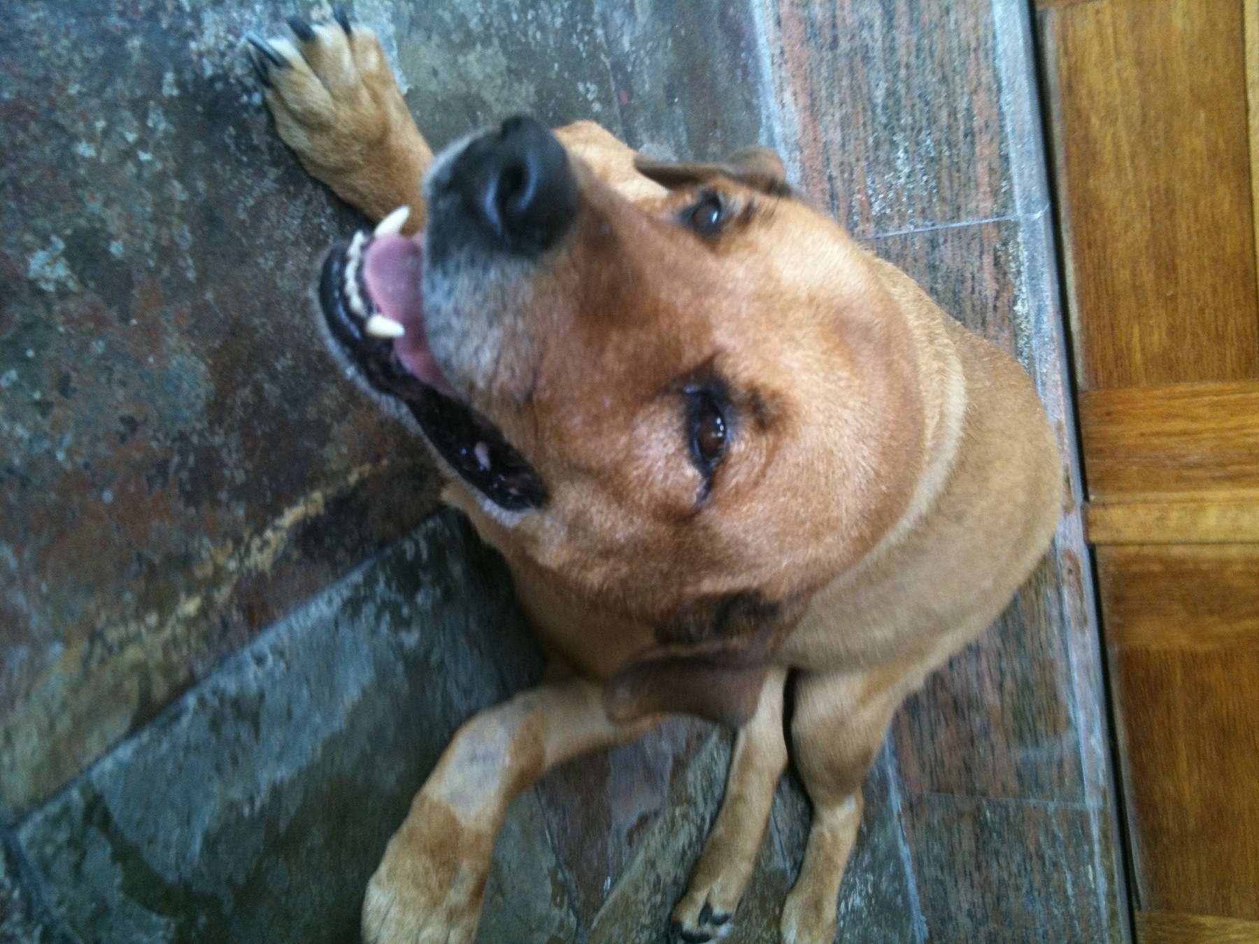 Brownie — Brownie Looking Up