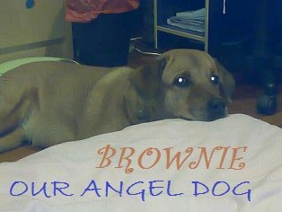 Brownie — Brownie Puppy