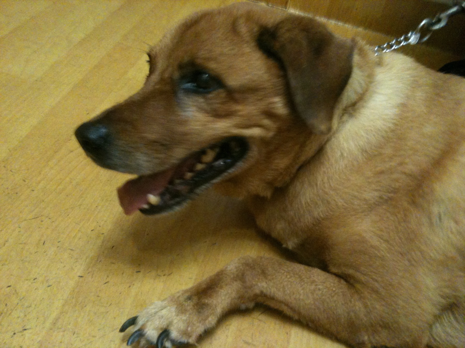 Brownie — Brownie Resting 2