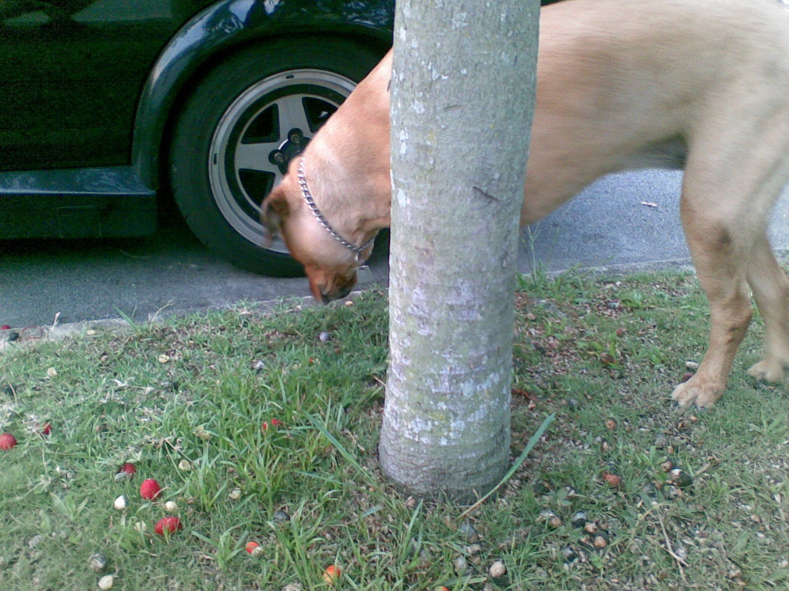 Brownie — Brownie Tree